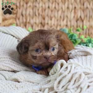 George (Mini), Shih Tzu Puppy